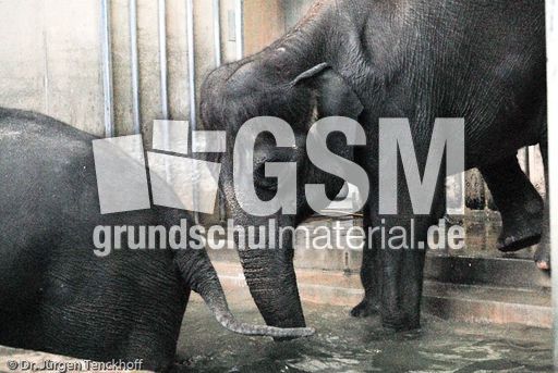 Asiatischer Elefant (21 von 21).jpg